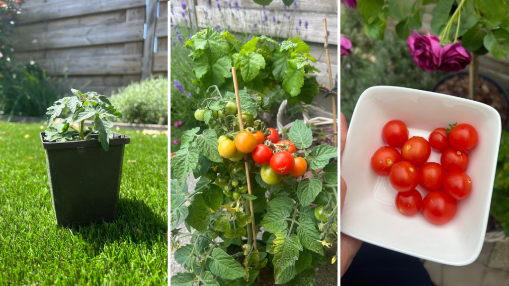 De ultieme plant als beginner in moestuinieren: de tomaat